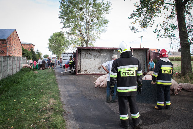 Świnie biegały po całej drodze - zdjęcia
