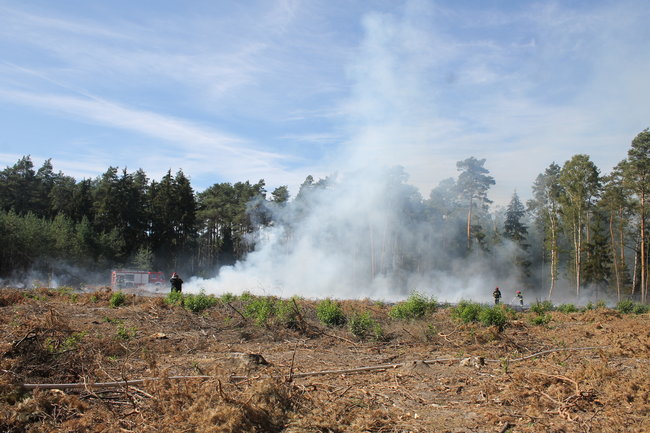 Pożar w środku lasu. Przypadek? - zdjęcia