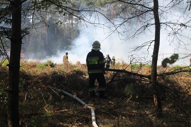 Pożar w środku lasu. Przypadek? - zdjęcia