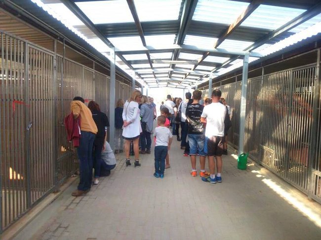 Schronisko pęka w szwach