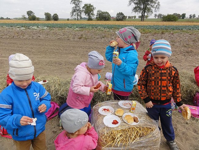 Przedszkolacy na wykopkach - zdjęcia