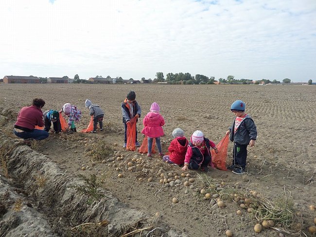 Przedszkolacy na wykopkach - zdjęcia