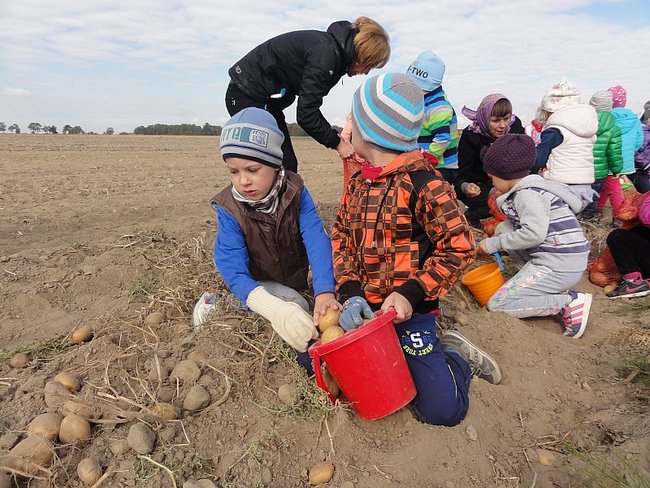 Przedszkolacy na wykopkach - zdjęcia