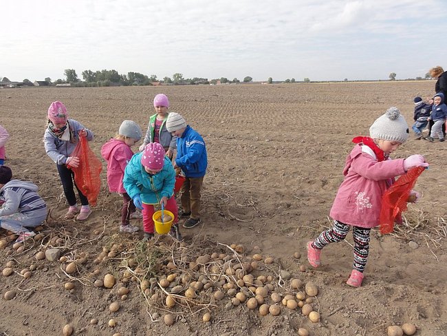 Przedszkolacy na wykopkach - zdjęcia