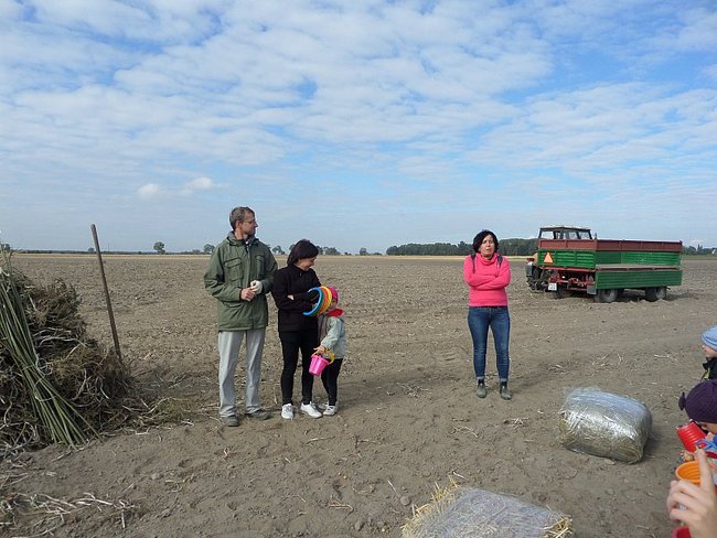 Przedszkolacy na wykopkach - zdjęcia