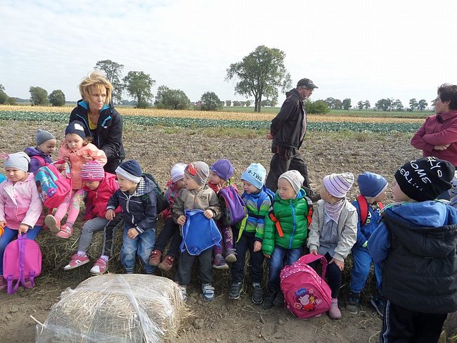 Przedszkolacy na wykopkach - zdjęcia