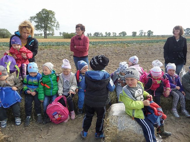 Przedszkolacy na wykopkach - zdjęcia