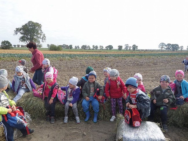 Przedszkolacy na wykopkach - zdjęcia