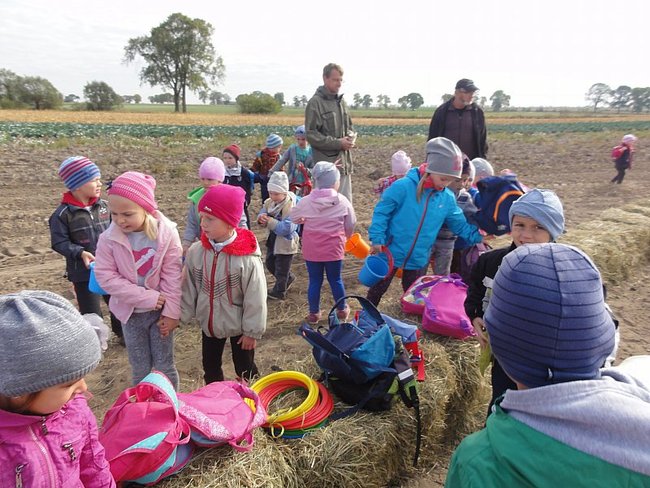 Przedszkolacy na wykopkach - zdjęcia