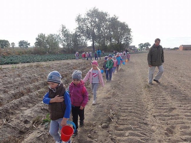 Przedszkolacy na wykopkach - zdjęcia