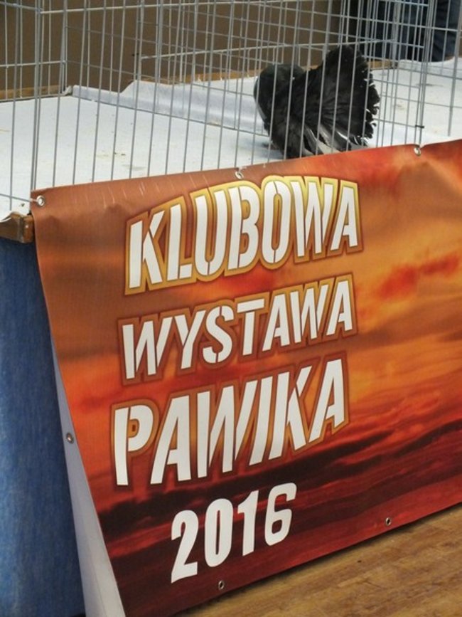 W Borku zawrzało - zdjęcia
