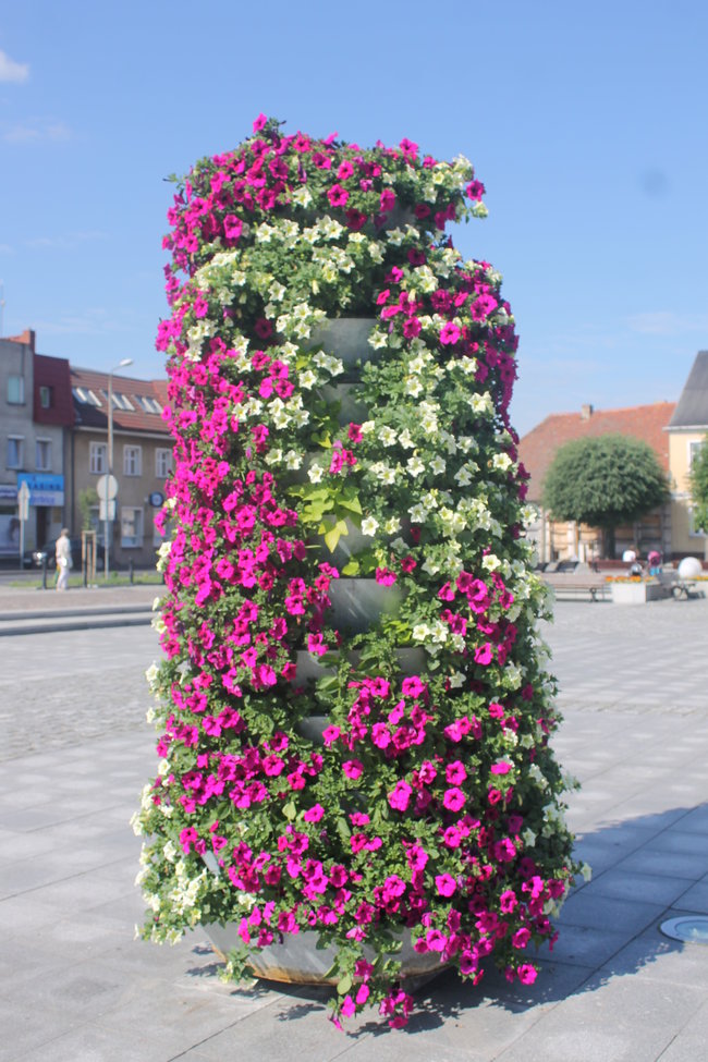 Nasadzono 12 tys. kwiatów