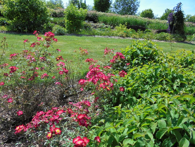 Tym razem zwiedzili Arboretum