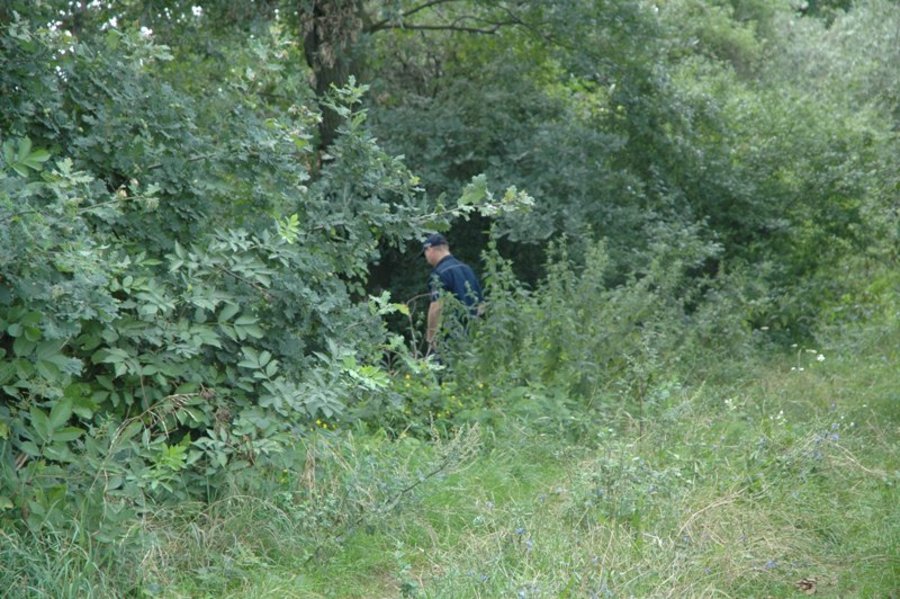 Szczeniaki porzucone przy drodze...