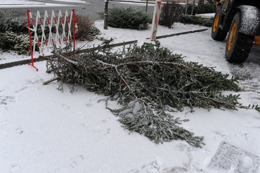 Choinka i szopka już stoją