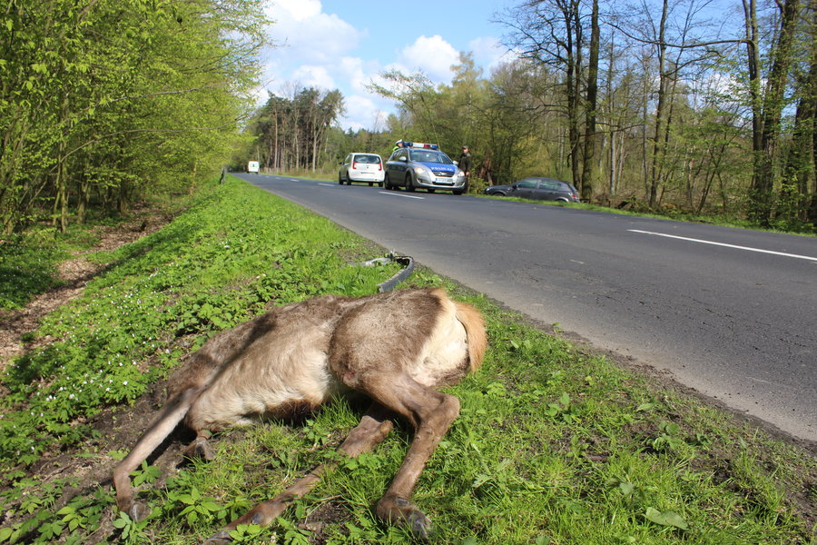 Wybiegł z lasu prosto pod koła