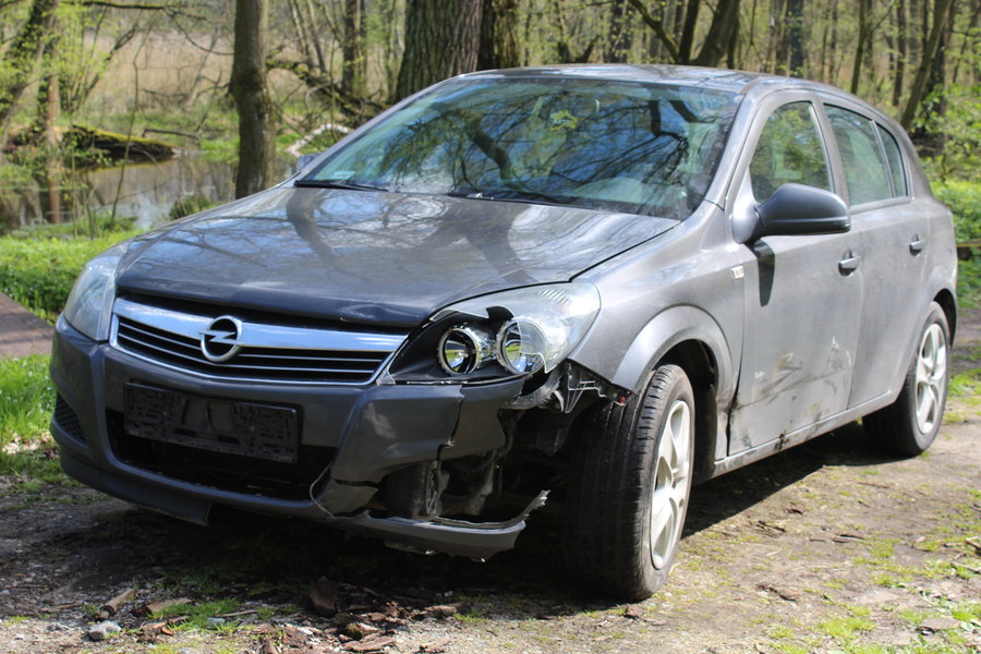 Wybiegł z lasu prosto pod koła