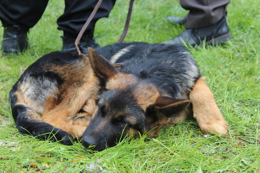 Pierwsza wystawa i ogromny sukces - film