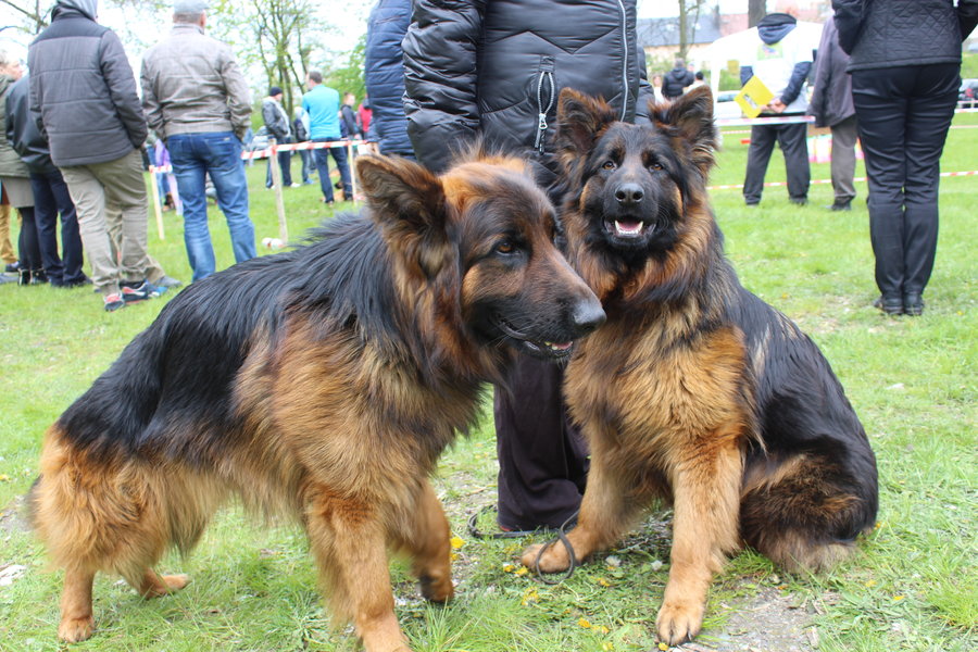Pierwsza wystawa i ogromny sukces - film
