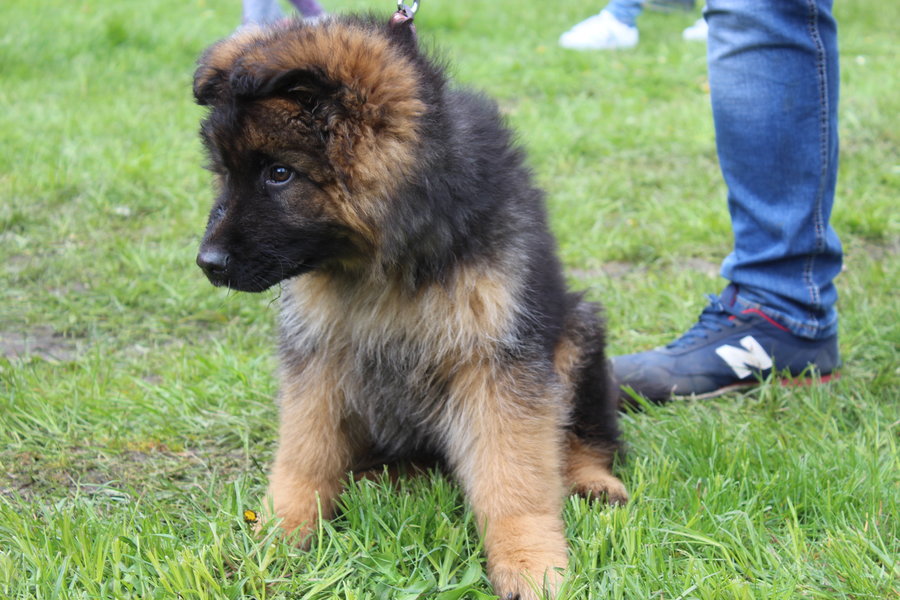 Pierwsza wystawa i ogromny sukces - film