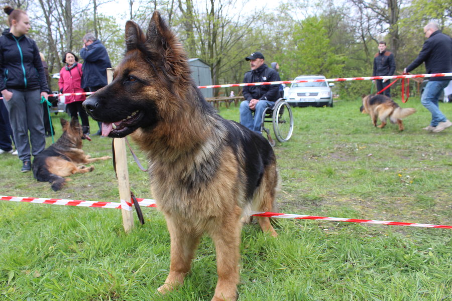 Pierwsza wystawa i ogromny sukces - film