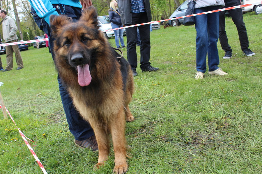 Pierwsza wystawa i ogromny sukces - film