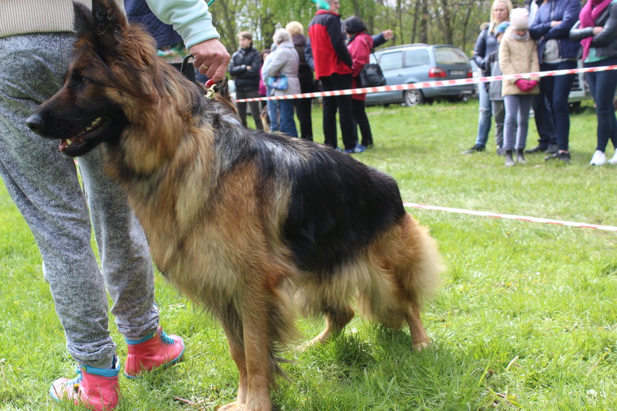 Pierwsza wystawa i ogromny sukces - film