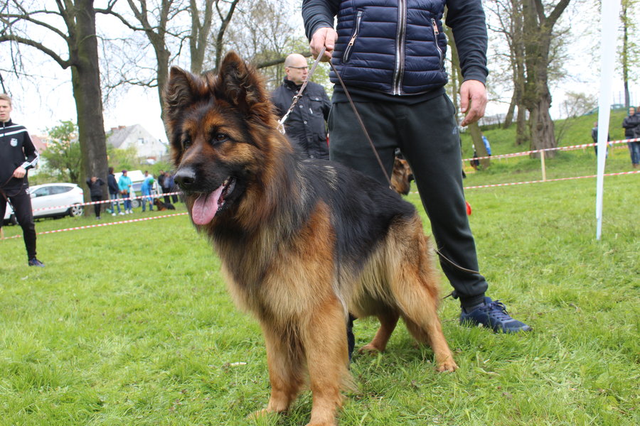 Pierwsza wystawa i ogromny sukces - film