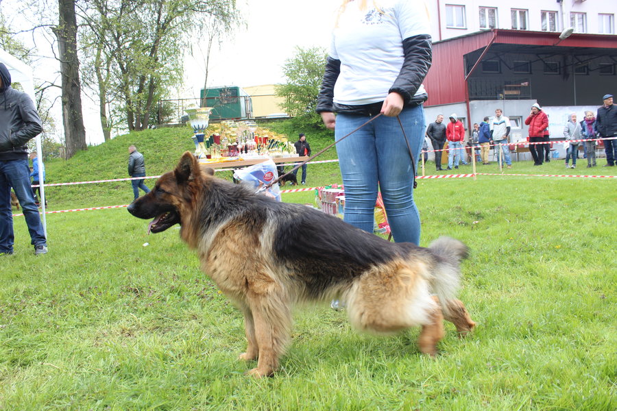 Pierwsza wystawa i ogromny sukces - film
