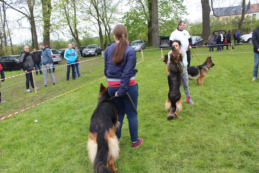 Pierwsza wystawa i ogromny sukces - film