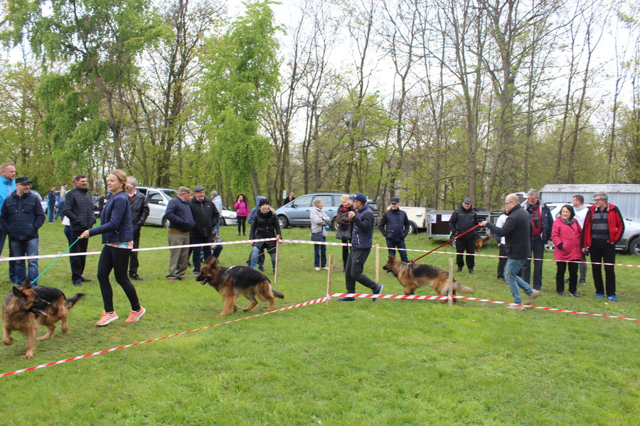 Pierwsza wystawa i ogromny sukces - film
