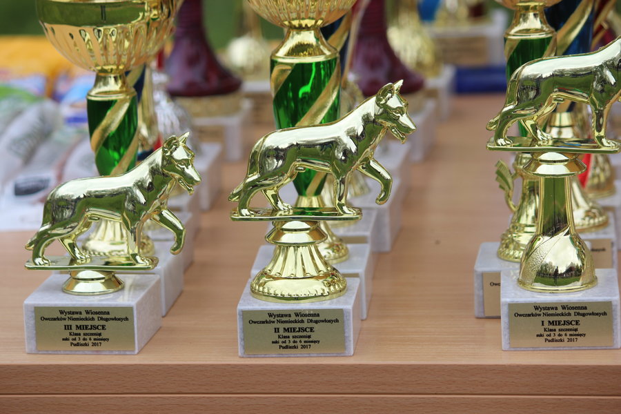 Pierwsza wystawa i ogromny sukces - film