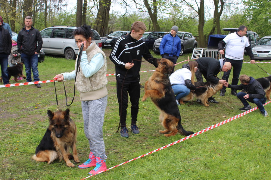 Pierwsza wystawa i ogromny sukces - film