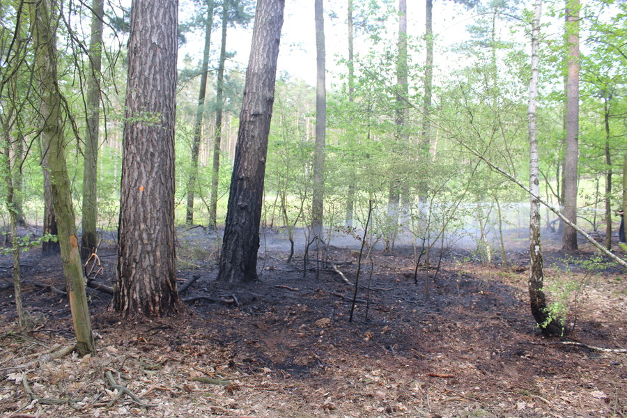 Ktoś podpalił las?