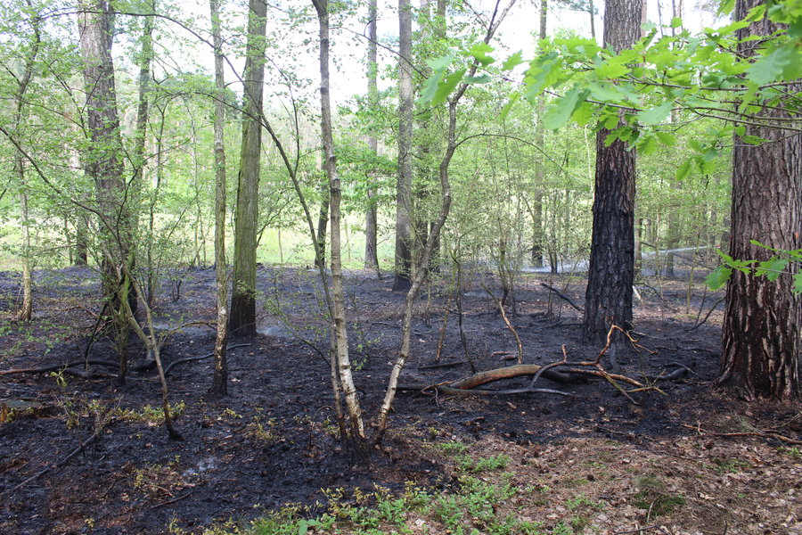Ktoś podpalił las?