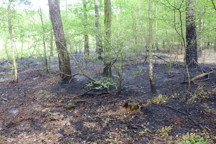 Ktoś podpalił las?