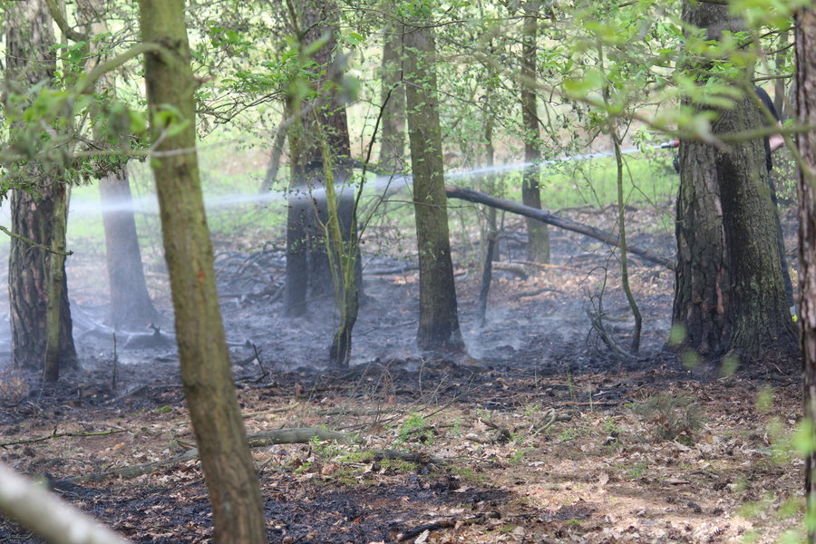 Ktoś podpalił las?