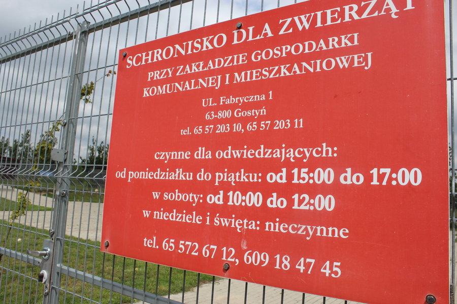 Mają fajne psiaki do adopcji
