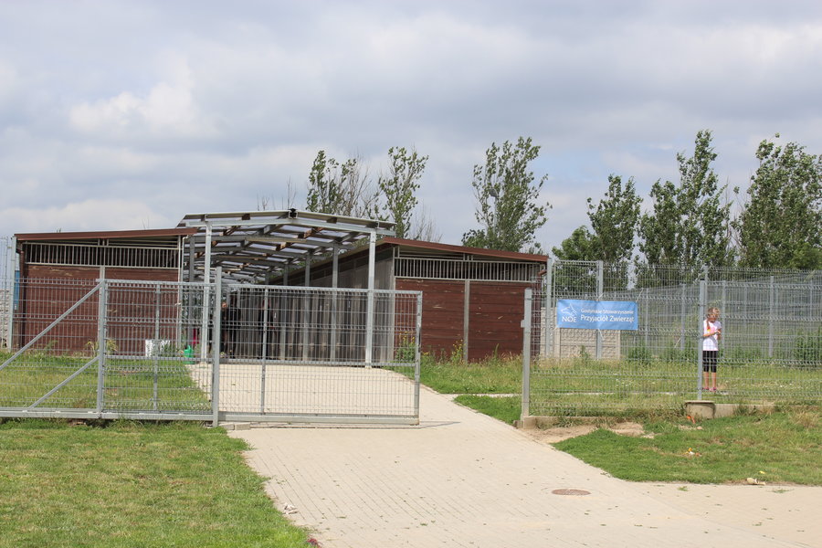 Mają fajne psiaki do adopcji