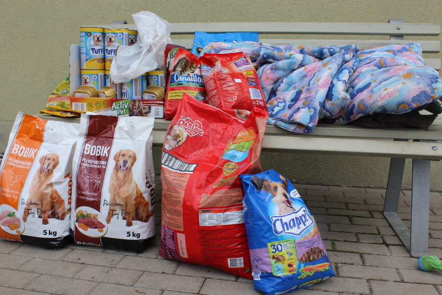 Mają fajne psiaki do adopcji
