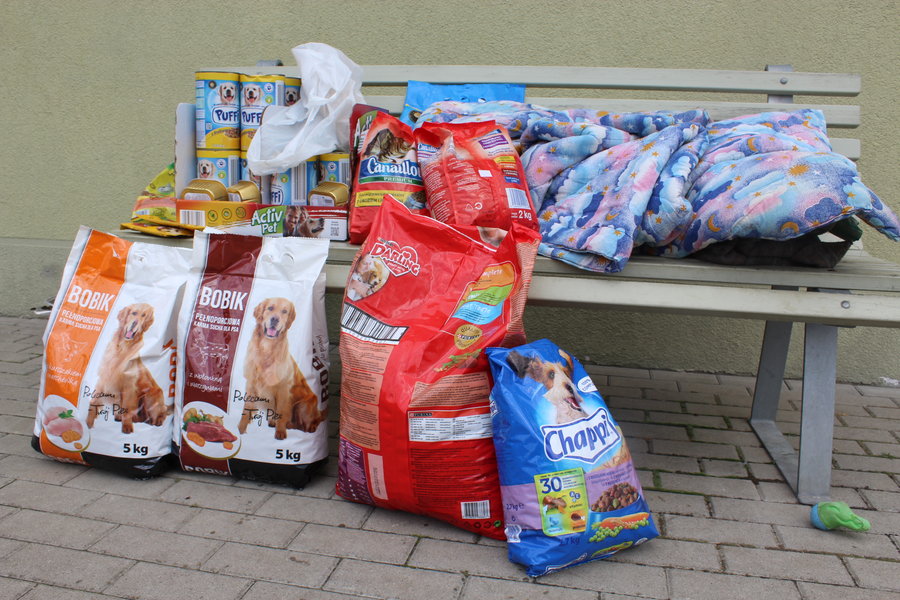 Mają fajne psiaki do adopcji