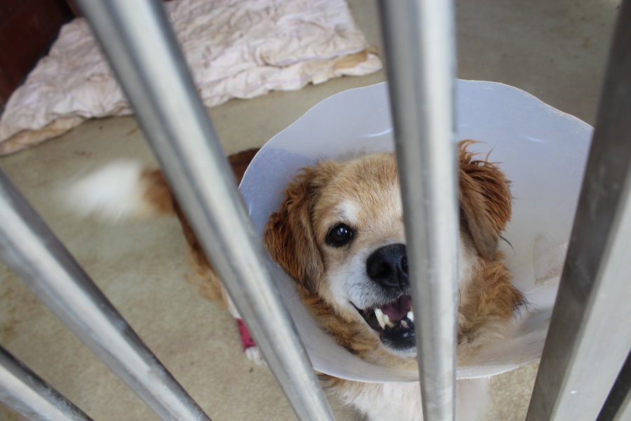 Mają fajne psiaki do adopcji