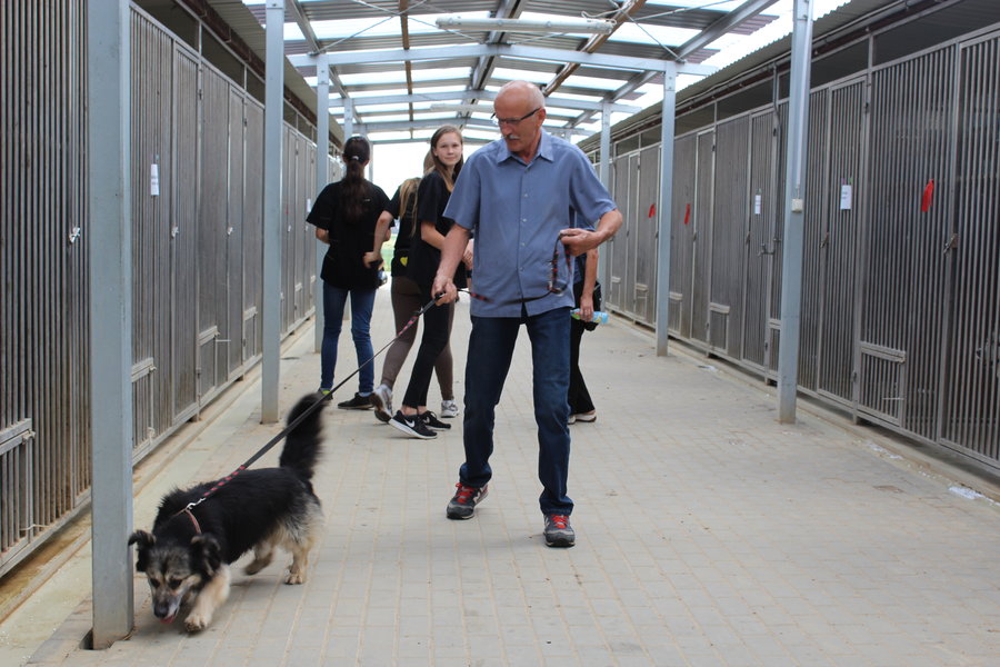 Mają fajne psiaki do adopcji
