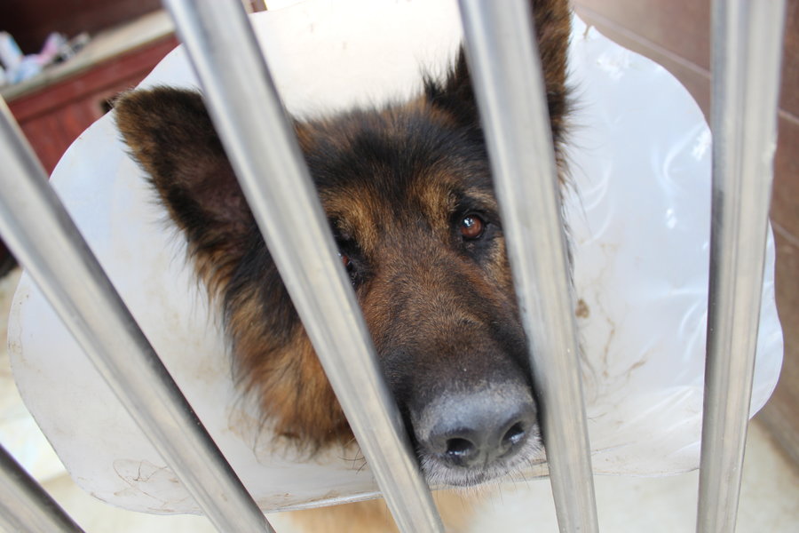 Mają fajne psiaki do adopcji