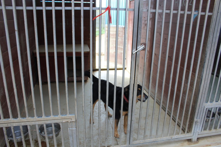Mają fajne psiaki do adopcji