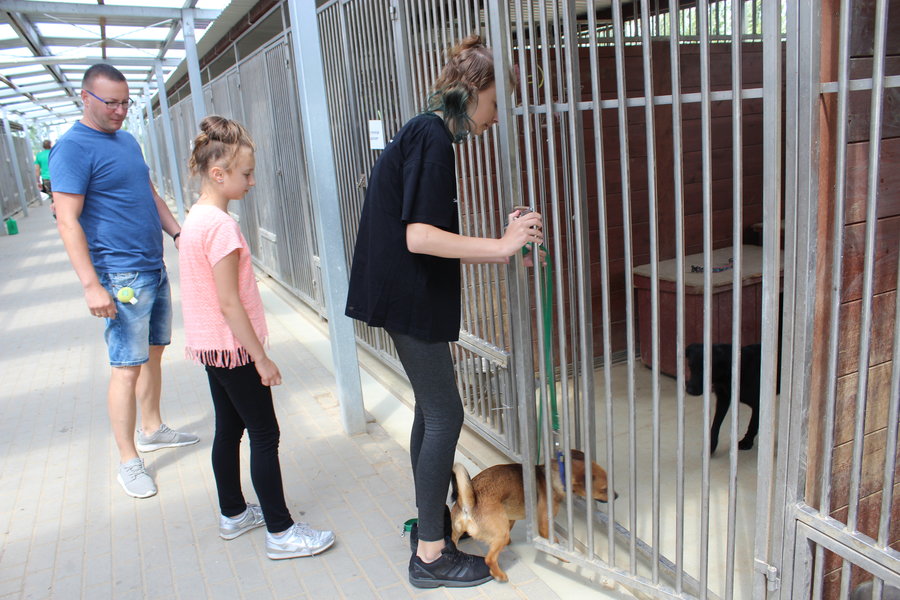Mają fajne psiaki do adopcji