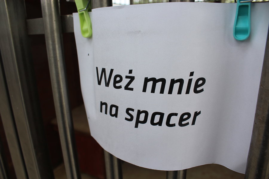 Mają fajne psiaki do adopcji