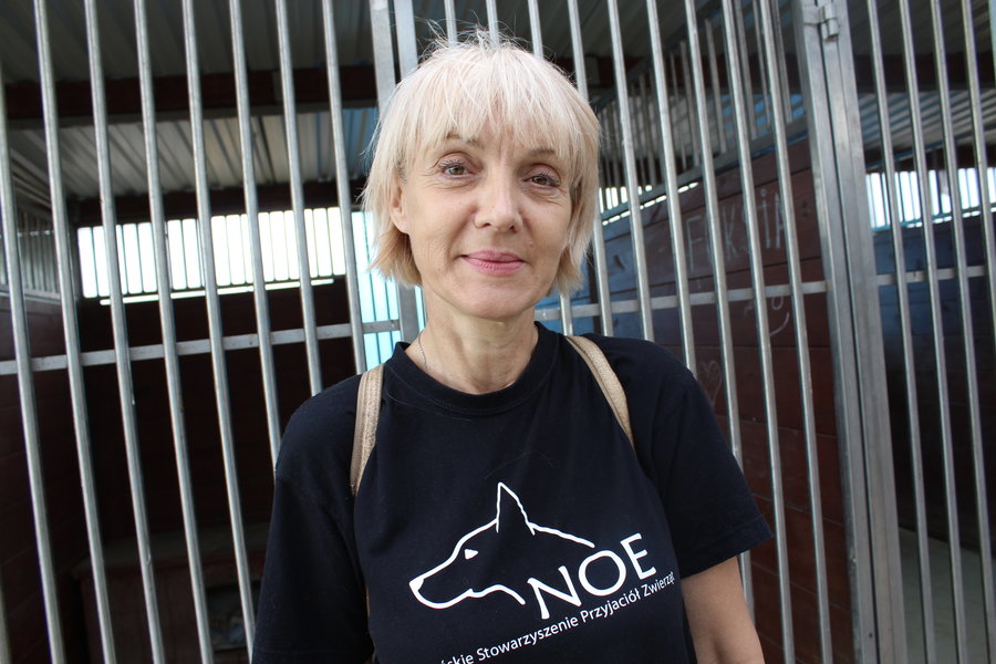 Mają fajne psiaki do adopcji