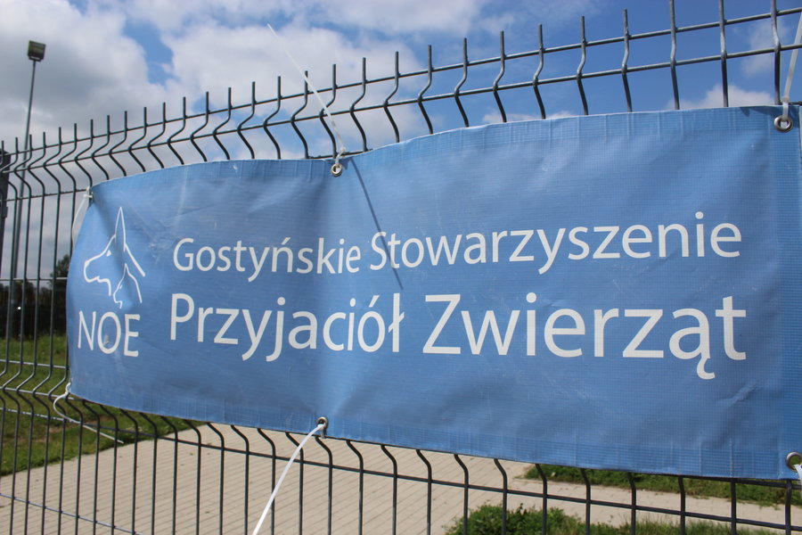 Mają fajne psiaki do adopcji