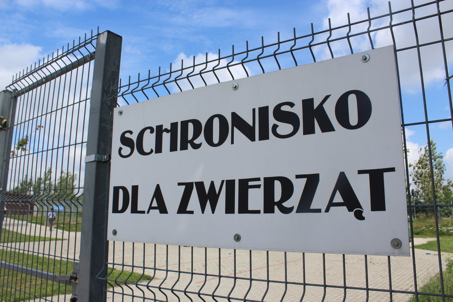 Mają fajne psiaki do adopcji